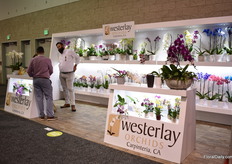 Westerlay Orchids. 
