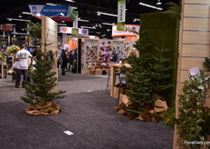 Also Christmas trees at the Floral Marketplace. 