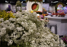 Gips at Passion Growers. 