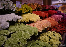 New Carnation Selva at Falcon Farms. 