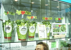 The Pesto concept of Rocket Farms.