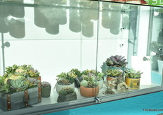 The succulents of ArizonaEast. 