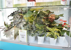 The greens of Maintain View Nursery. 