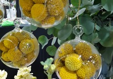 Craspedias in a bubble at Ocean View.