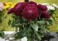 Juan David from DeliflorUSA tells us that the new Gaviria honors the Colombian sprinter athlete Fernando Gaviria who was given the same color t-shirt .