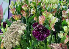 Charmelia Mini Alstroemeria at the Miraflor table top.