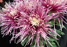 Deliflor, one of the winners at Proflora. Probably this variety will be called Loko.