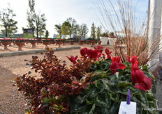 For the first time, they are now also trialing the large flowered cyclamen outdoors. It will be an important flower for the markets Italy, Spain and France.