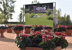 Tianis is the series in which the most plants are in that are suitable to place outdoors. At Morel, when a variety can be placed outdoor, it gets the label "Outstanding"