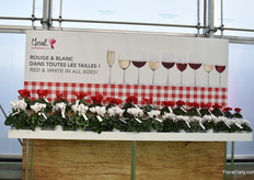 Red and white are the most important colors in cyclamen and represent 50 percent of the turnover at Morel. Therefore, they have them available in all sizes. In this picture displayed from large to small. They fit all into their series, which are 6 at the moment; Halios®, Latinia®, Premium, Tianis®, Metis®, Smartiz® (from mini to maxi flower- and pot sizes).