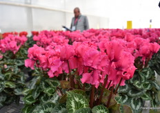 Morel Diffusion is known for its specialties and was one of the first breeders that brought the fringed flowered cyclamen on the market. Halios Curly Litchy Fuchsia is such a fringed flowered variety. This series, named Curly, is known in the market as a winter cyclamen. Strong characteristic of this variety is that it is less sensitive to botrytis.