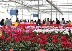 In the greenhouse, also called 'Trial Serre'. Guests are checking out all the varieties in their assortment, which are over 350 commercial varieties, and several experimental varieties.