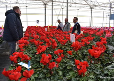 Halios HD Red Rebelle and Halios Red Rebelle. Special about this variety is, amongst others, the centralized 'bouquet' of flowers, strong stems and flower petals and less sensitive for burns. Halios Red Rebelle was introduced about 2 years ago, followed by Halios HD Red Rebelle. Using both varieties, can extend the grower's season. "Then, one can start with the HD red Rebelle in summer, Rebelle towards winter and this new one that is being trialed during winter."