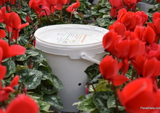 In the greenhouse, they try to control the pests biologically.