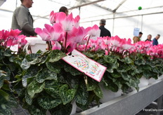 A varieity that is quite new in the assortment of Morel is Indiaka. One can say that with this variety, the world is upside down. The variety has become a hit and at every showcase, it attracts the attention of many growers and traders. After 10 years of research and more than 3 years with different tests, it has been put on the market in 2018. "It is the world upside down", says Huisman when referring to the bi-colored flower. "It has the color on top and white at the bottom, which creates this unique contrast." On top of that, the consumer can also put this variety outdoors. "It is an extra plus."