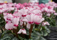 Of course, Victoria. The crown of the Victoria is one of the typical Morel things. The flower has a white base color and a sharp, fringed edge with a fuchsia color. These flowers also have a bright center in the same color as the crown. Morel names all cyclamen with these properties 'Victoria'.