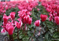 A Pre-Intro in the Metis series is Lilibelle Magenta (exp.). THis variety is a cross of Victoria and Fantasia.