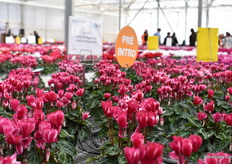 More of the Lilibelle Magenta (exp.).