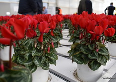 Rouge exp. in the Smartiz series, displayed on a special water gift system. Every pot has its own irrigation.