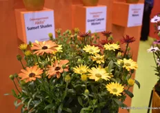 The Sunset Shadow - a new Osteospermum Akila variety of PanAmerican Seed. According to van Kampen, there are no osteos with these color combinations.