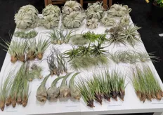 Fleurizon has Tillandias in sizes and species, all one quality, only the best, says Frank de Greef. "Xerographica crazy beautiful and the other Tillandsia's we now offer preselected 'no brain' selections. Easy one buy collection full box. Tillandsias are also my favorite plants."