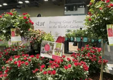 Meet Petite Knock Out Rose at the booth of Star Roses. 