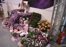 The Selecta one stand had a colorful display showcasing the Pink Kisses, among other varieties.