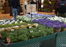 Gartneriet PKM's varieties were also on display.