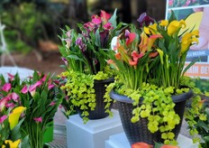 More calla combinations.