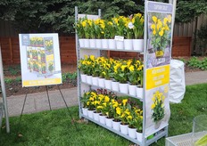 Captain Solo of Kapiteyn, .