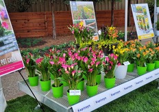 Captain Cheerio, a pink variety that has a cultivation time of 8-10 weeks. Just like all other Captain Calla's, this variety is available year-round, colors fast, has a long shelf life and has a lot of flower