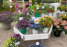 New varieties at ThinkPlants.