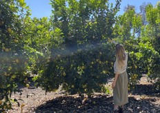 Yes! Between the lemon trees!