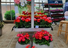 Presentation of Pot gerbera Flori Line; a highly uniform pot gerbera available from Giant to Micro.