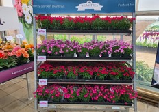 Dianthus Beauties presentation. "The Beauties Series consists of amazing Dianthus varieties with remarkable vigour!"
