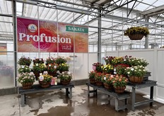 Zinnia Profusion: "We’re very excited to have our Red Yellow Bicolor as an AAS Gold Medal winner for 2021."