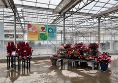 On the left: Celosia Dragon’s Breath, and on the right: Begonia Viking. Viking Explorer Rose on Green was awarded a 2022 AAS Gold Medal which makes two back to back and the first AAS gold medals awarded in 17 years "so we are thrilled!"