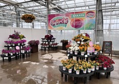 While there are no new colors this year for SuperCal, Sakata is super excited to announce their brand new SuperCal consumer site that was launched on Saturday April 02, 2022. "SuperCal is a heavy focus for us this year as our branding got a beautiful new look late last year and now the beautiful website to accompany it. We’re also ecstatic to have SuperCal branded pots at retail this year."