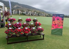 Westhoff Varietes at the Vivero International booth. 