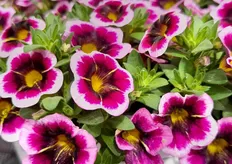 The new Calibrachoa Calitastic Tricolor Pink. 