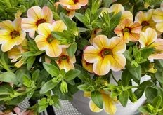 Westhoff's new Calibrachoa Caramel. 