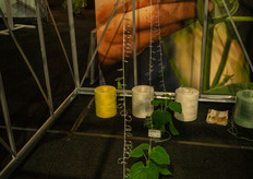 Last year the metal truss bracket CROP CURV was launched, a great success. https://www.groentennieuws.nl/article/9431788/metalen-trosbeugel-brengt-plasticvrij-teeltafval-binnen-handbereik    