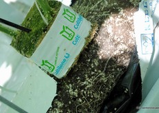 Three hectares of tomato and the total acreage of snack cucumbers is grown on Growbags by Kleeschulte. The rest grows on organic material. Emsland Gemüse avoids growing on rockwool.