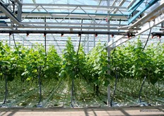 Booms over the cucumber plants? Better not.