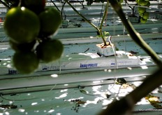 3 hectares with tomatoes are on Knauf Perlite / Kleeschulte growbags.