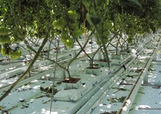 At Emsland Gemuse, harvesting is done when fruits have fully ripened. The produce is intended for the regional market and quality must live up to expectation.