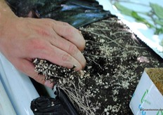 Peters is pleased with the airy texture and good rooting of Kleeschulte grow bags.