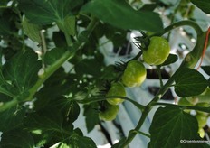 The cocktail tomatoes are destined for the regional market as well.