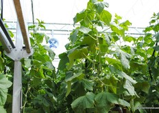 By manipulating sizes, Emsland Gemuse is trying to meet market preferences.