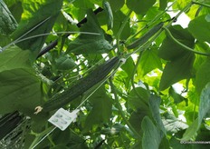 Emsland Gemuse uses organic crop protection where possible